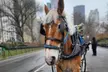 Enjoy a 45-Minute Classic or 60-Minute Deluxe Horse & Carriage Ride - Second Medium