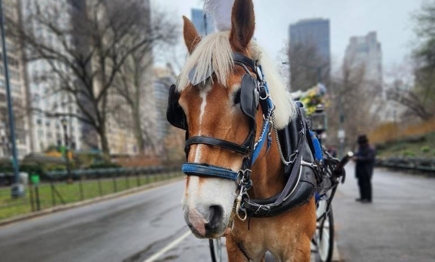 Image 3: Enjoy a 45-Minute Classic or 60-Minute Deluxe Horse & Carriage Ride 