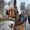 Image 3: Enjoy a 45-Minute Classic or 60-Minute Deluxe Horse & Carriage Ride 