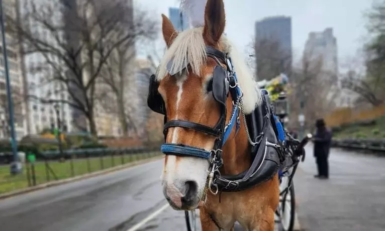 Enjoy a 45-Minute Classic or 60-Minute Deluxe Horse & Carriage Ride 