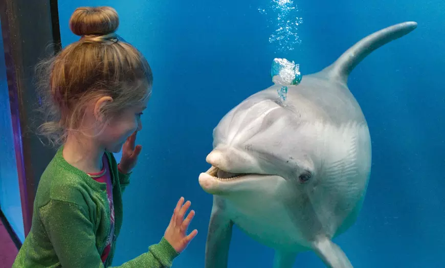 Image 12: Duik in het familieplezier met een dagje dolfinarium