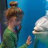 Image 12: Duik in het familieplezier met een dagje dolfinarium