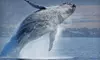 Three-Hour Whale- and Dolphin-Watching Cruise for Two or Four from Starlight Fleet (Up to 53% Off)