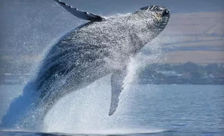 Three-Hour Whale- and Dolphin-Watching Cruise for Two or Four from Starlight Fleet (Up to 53% Off) - Primary Image