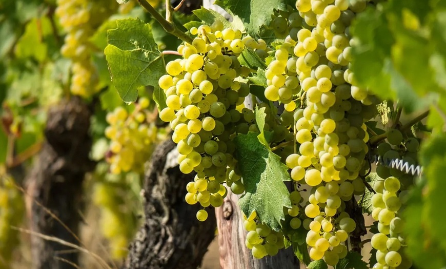 Image 3: 2 o. 4 Personen: Wine Tasting und Lehrgang – Auf dem Weg zum Weinprofi