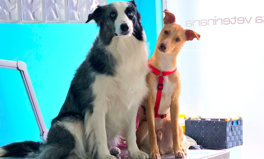 Image 2: Vacunas y consultas para perros y gatos con revisión y desparasitación