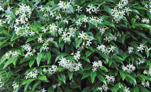 Trachelospermum Jasminoides 2L Pot – One or Two Plants