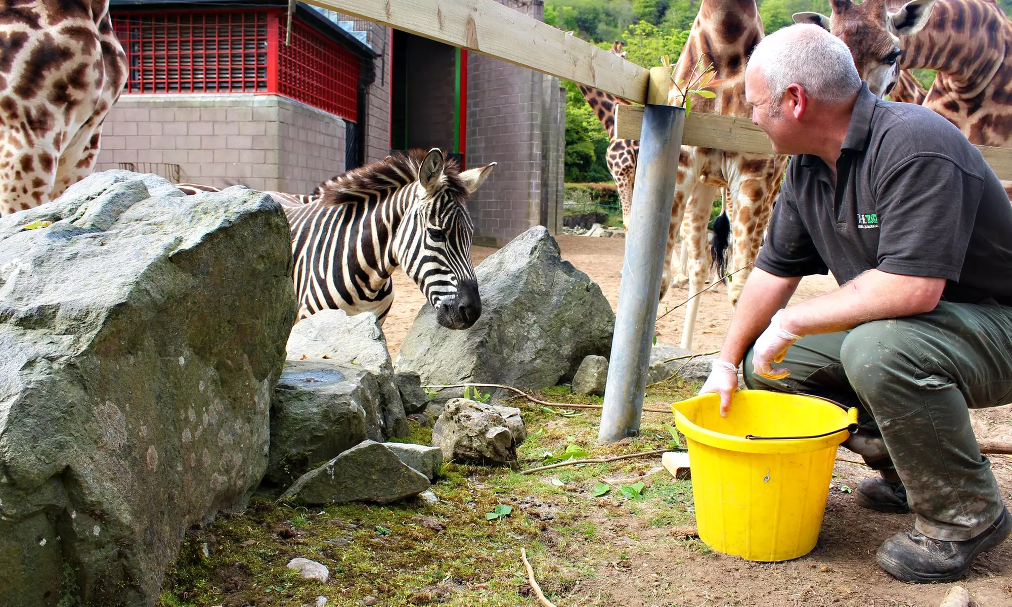 General Admission to Belfast Zoo For Child, Adult, or Family