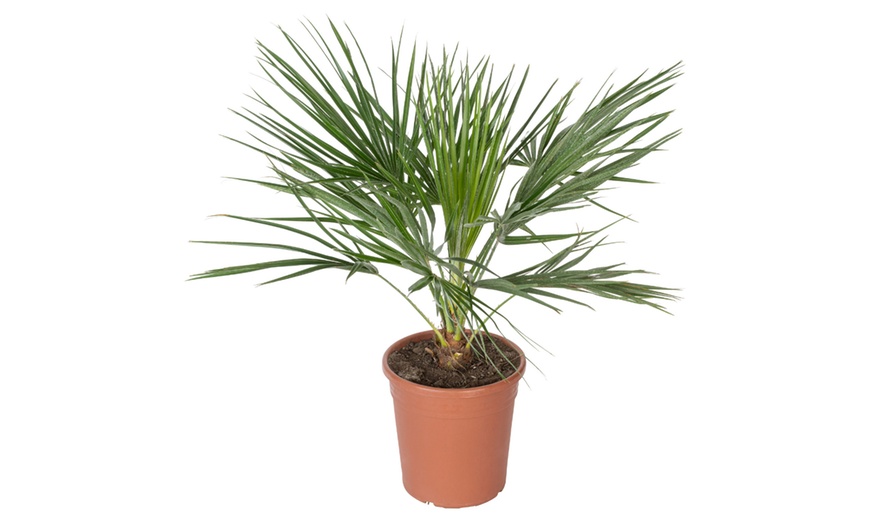 Image 5: 1 ou 2 plants de Chamaerops Humilis 
