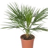Image 5: 1 ou 2 plants de Chamaerops Humilis 