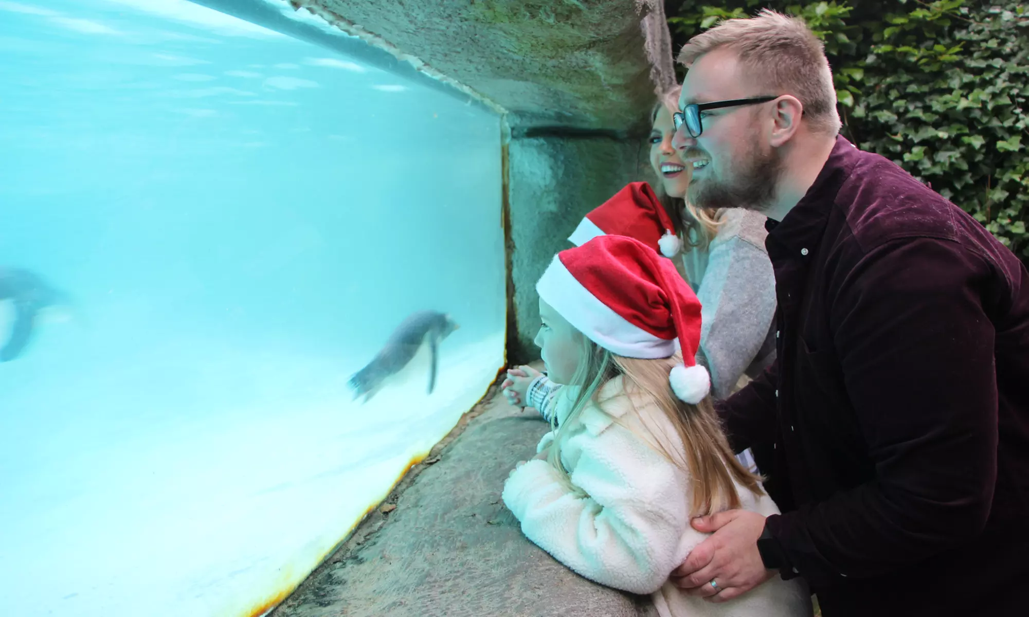 General Admission to Belfast Zoo For Child, Adult, or Family