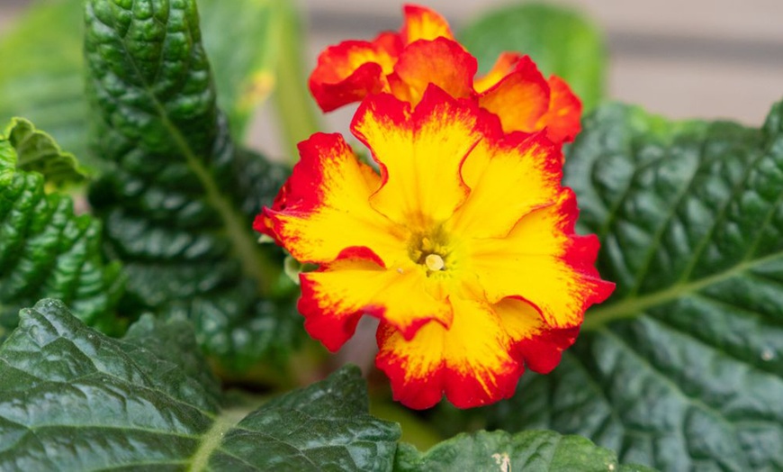 Image 5: 60 or 120 Plug Plants of Winter Bedding Collection 