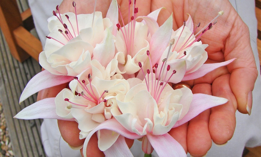 Image 4: Up to 20 Mixed Summer-Flowering Fuchsia Plants