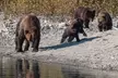 Explore a 4-Hour Wildlife & Whale Watching Journey in Campbell River with 1 Adult / Child Ticket (Up to 20% Off) - Second Medium