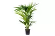 1 ou 2 palmiers Kentia d'intérieur, purificateurs d'air - Image 2