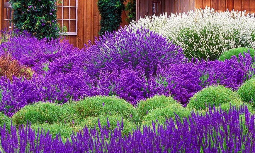 Image 1: Pack of 30 Lavender Plants