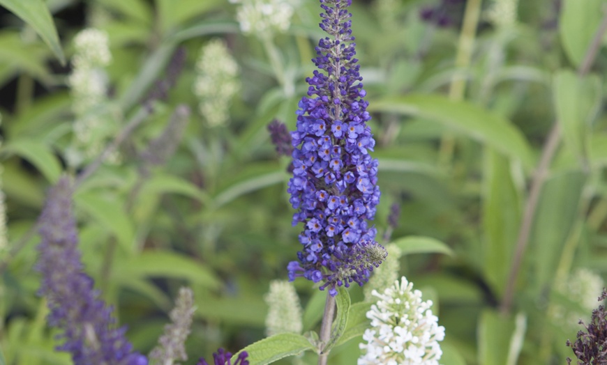 Image 1: Yougarden Tricolour Buddleia Butterfly Bush