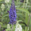 Image 1: Yougarden Tricolour Buddleia Butterfly Bush