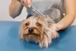 Up to 20% Off on Pet Grooming at Chews 4 Paws - Second Medium