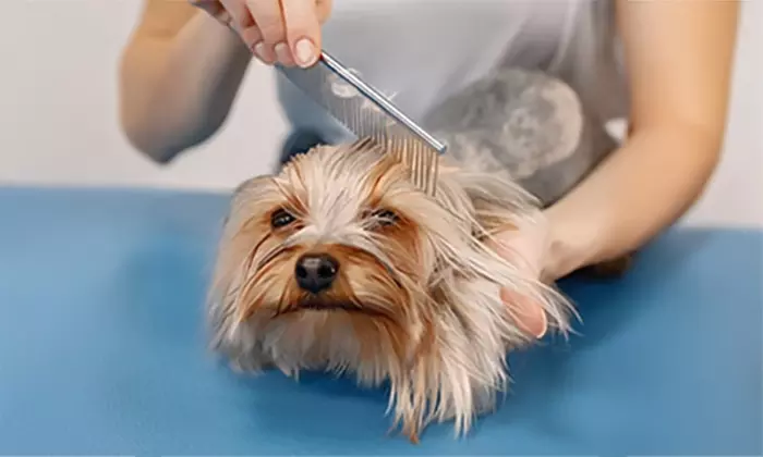 Up to 28% Off on Pet Grooming at Chews 4 Paws