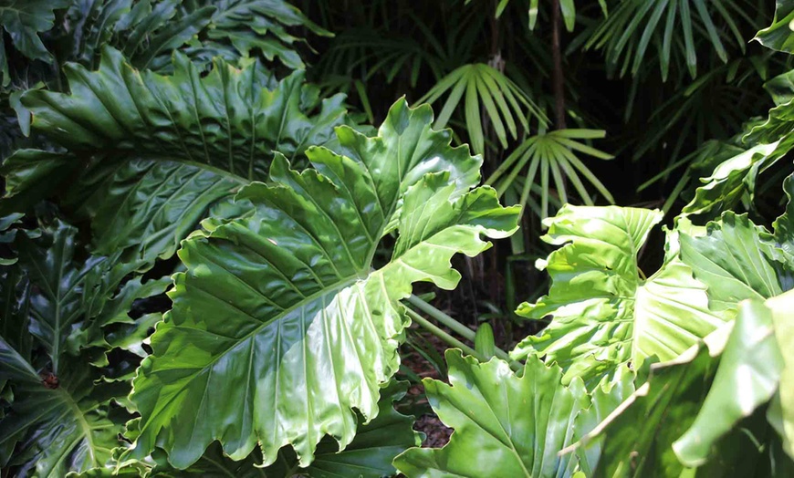 Image 2: Alocasia Portodora de 120 à 130 cm