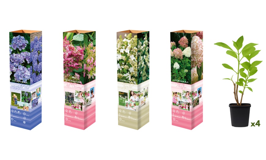 Image 3: Sets d'hortensias XXL à fleurs