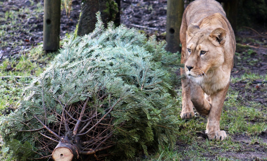 Image 16: General Admission to Belfast Zoo For Child, Adult, or Family 