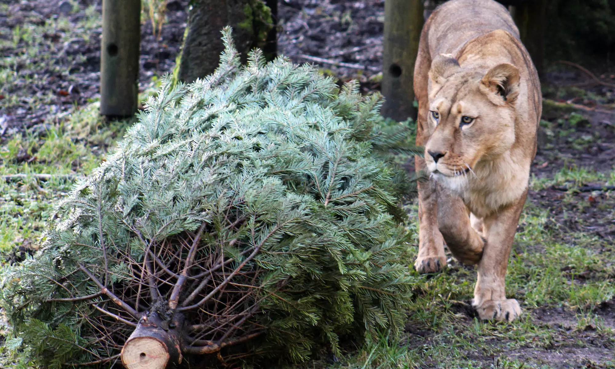 General Admission to Belfast Zoo For Child, Adult, or Family
