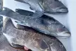 Enjoy a Night Sea Fishing Experience with Midnight Fleet, Up To 20% Off - Second Medium