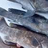 Image 3: Join Midnight Fleet for a Night Sea Fishing Experience