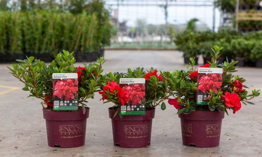 Image 4: Azalea - Rhododendron 'Encore Autumn Fire' - 1 Potted Plant