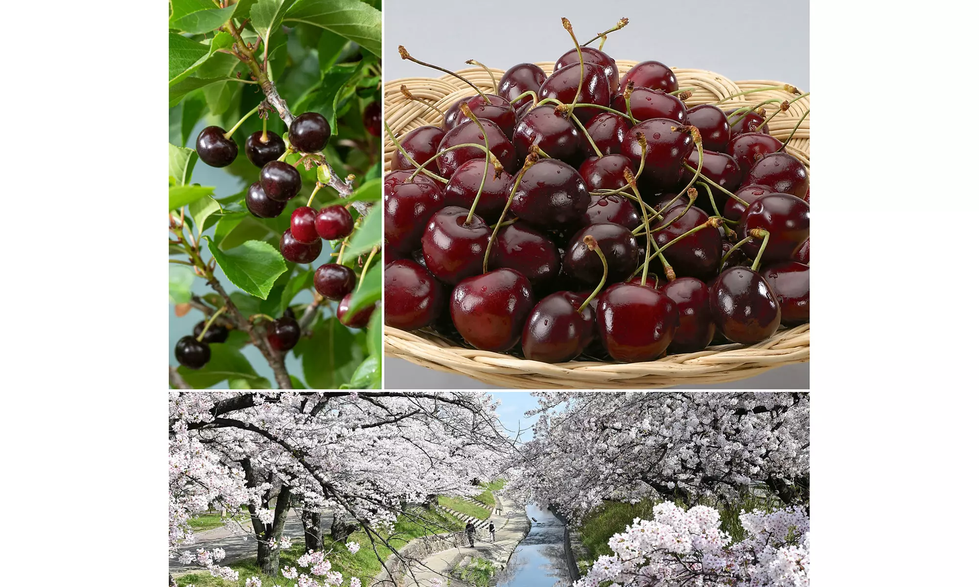 3x oder 5x Set Obstbäume