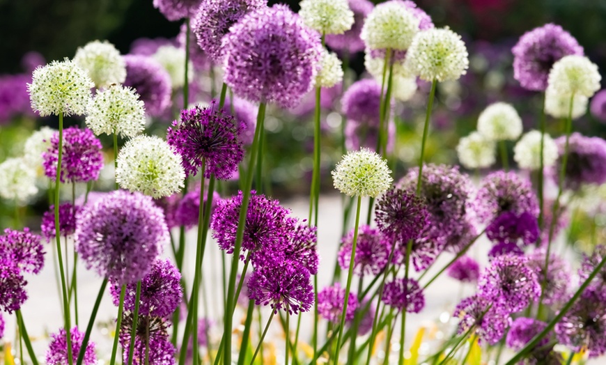 Image 2: Allium Bulbs Collection
