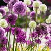 Image 2: Allium Bulbs Collection