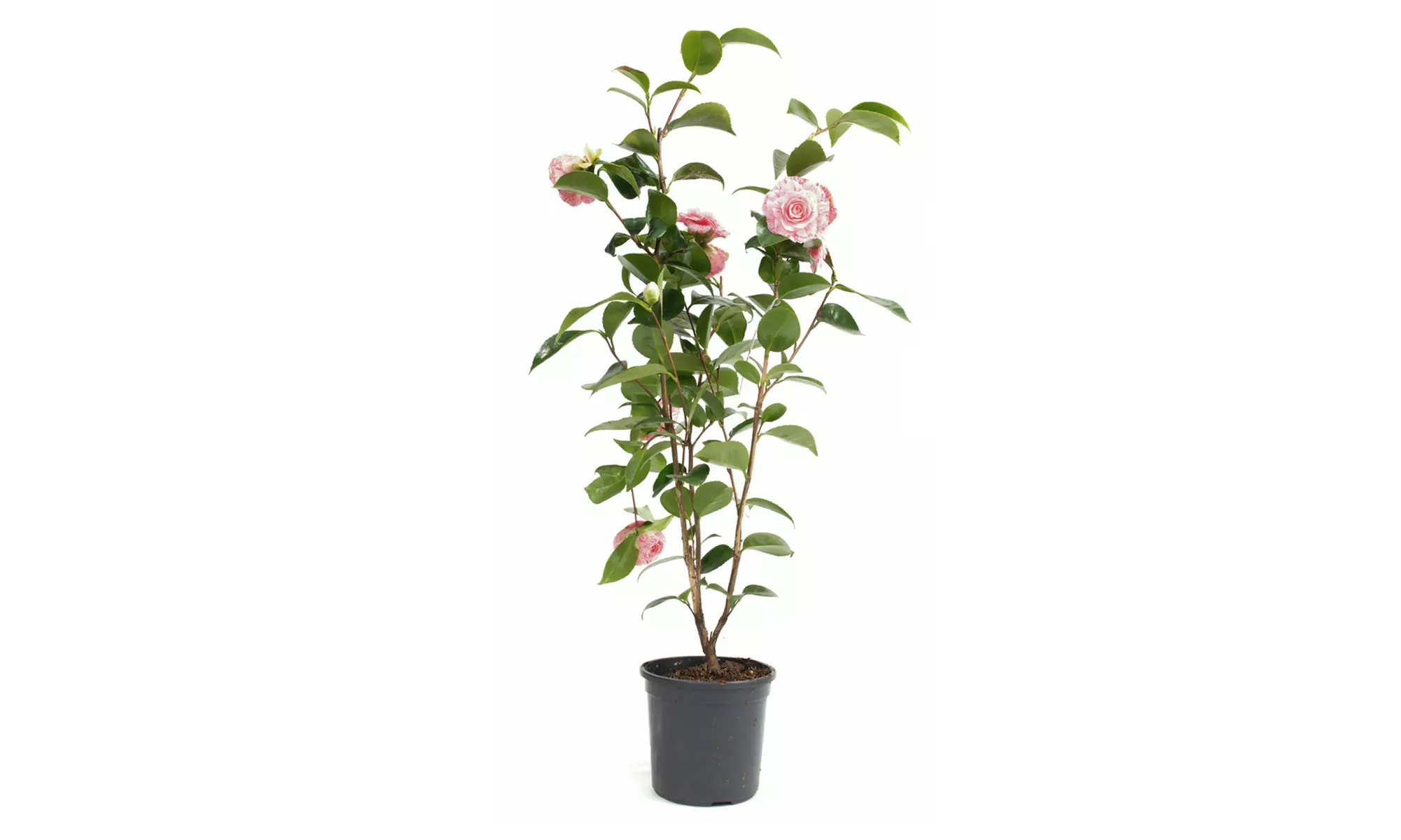 1 oder 2 japanische Rosen-Sträucher "Camellia japonica" XL