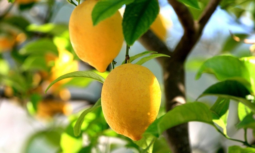 Image 4: Fragrant Lemon Trees