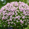 Image 1: Lilac Syringa Palibin Standard Potted Plants