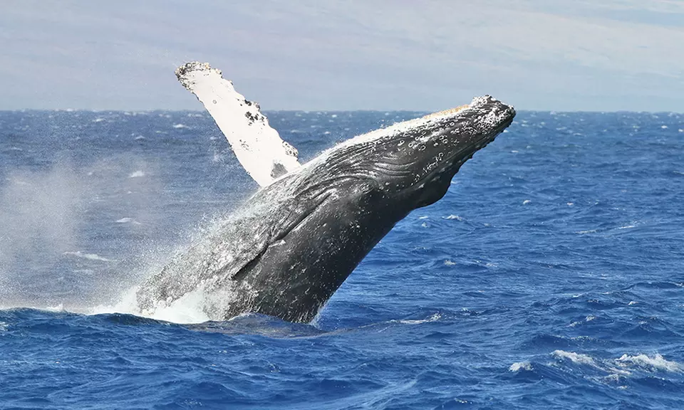 Whale and Dolphin ofor One or Two or Private Tour for Up to 20 People from Oceanside Sea Center (Up to 28% Off) - Primary Image