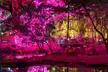 Experience the Magic of Zoo Lights at Palm Beach Zoo & Conservation Society - Second Medium