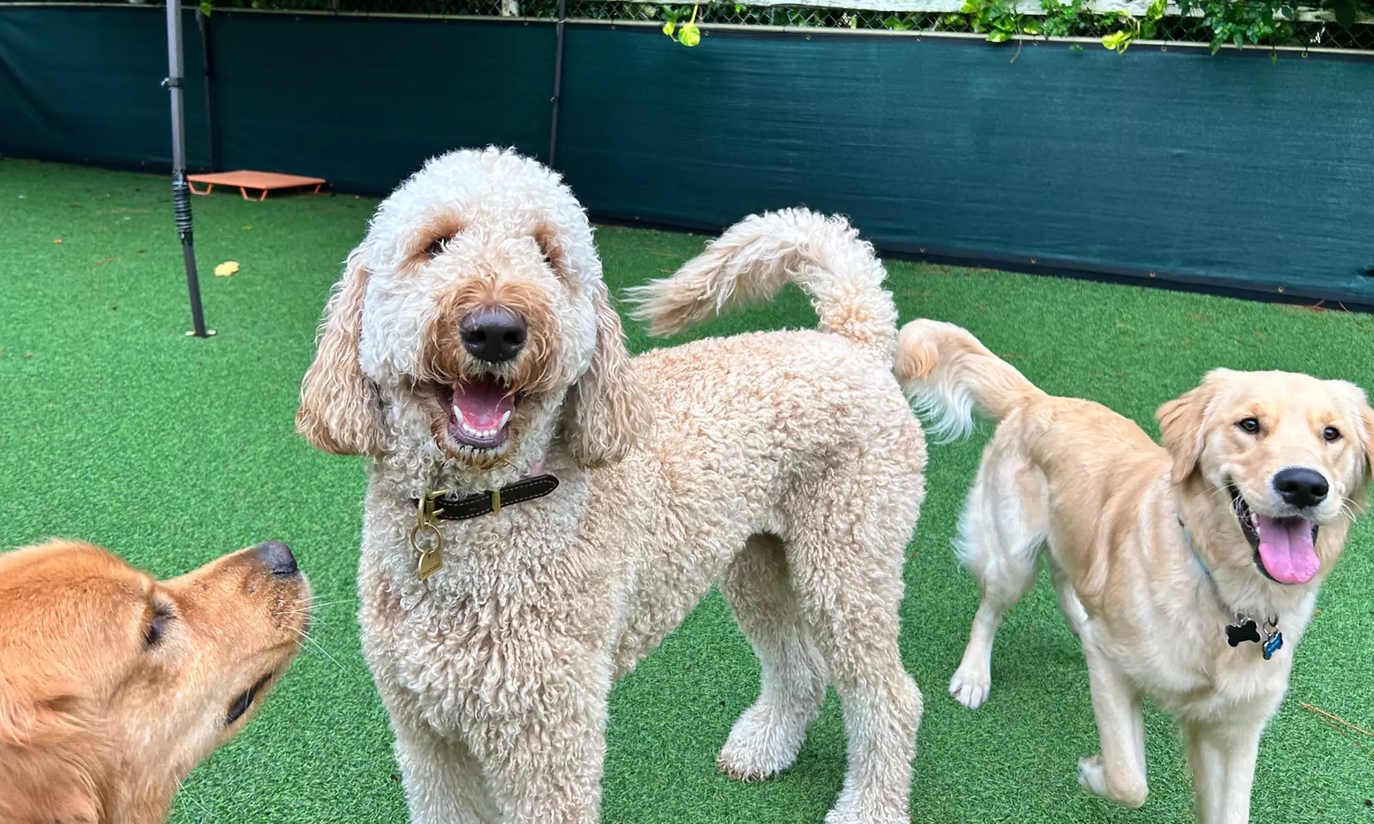 Dog Daycare and Boarding at Licensed Facility for One or Five Days