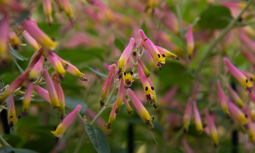 Image 4: Three or Six Cuphea 'Funny Face' Annual Shrub Jumbo Plug Plants