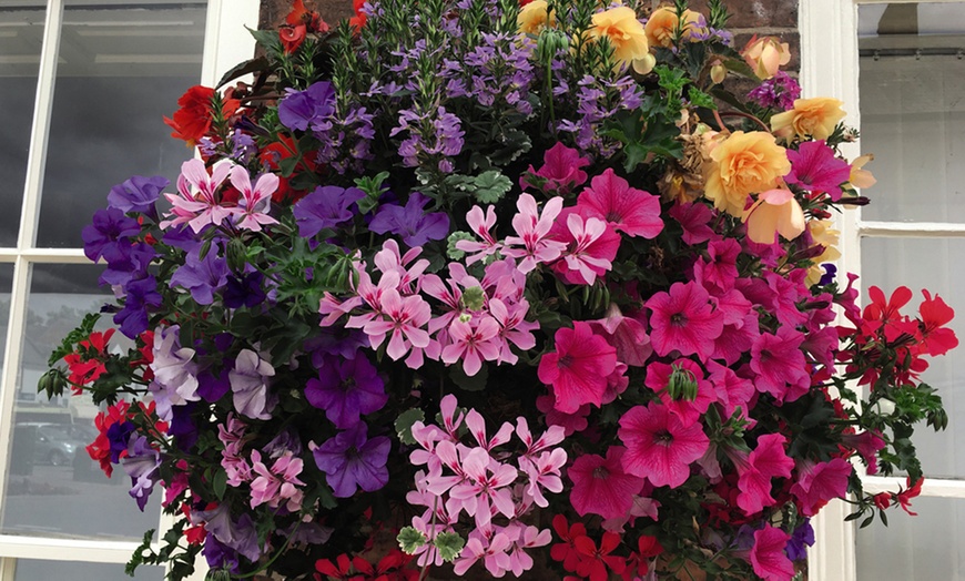 Image 6: 5, 10 or 20 Hanging Basket Mixed Collection Plants