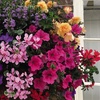 Image 6: 5, 10 or 20 Hanging Basket Mixed Collection Plants
