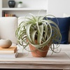 Image 5: 5 Pack Air Plant Bundle and Tillandsia Air Plant Xerographica in 1, 3, and 5 pack options with Free Shipping Up to 15%Off