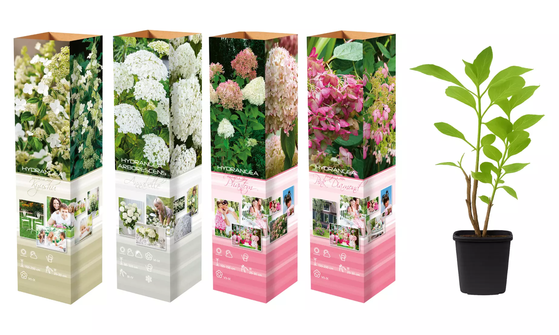 3x oder 6x Hortensien