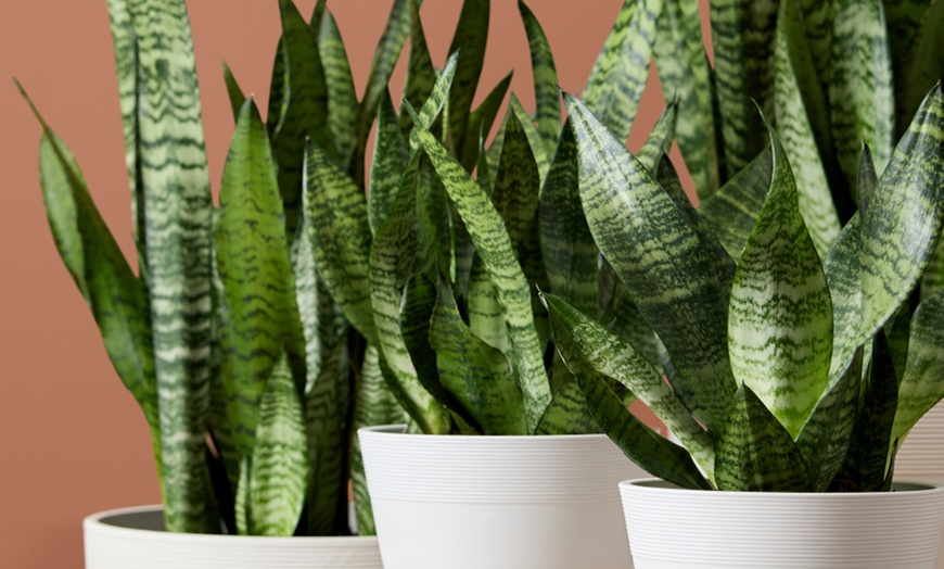 Image 20: Next Day Delivery Lush Plants from 1-800-Flowers (up to 55% off)