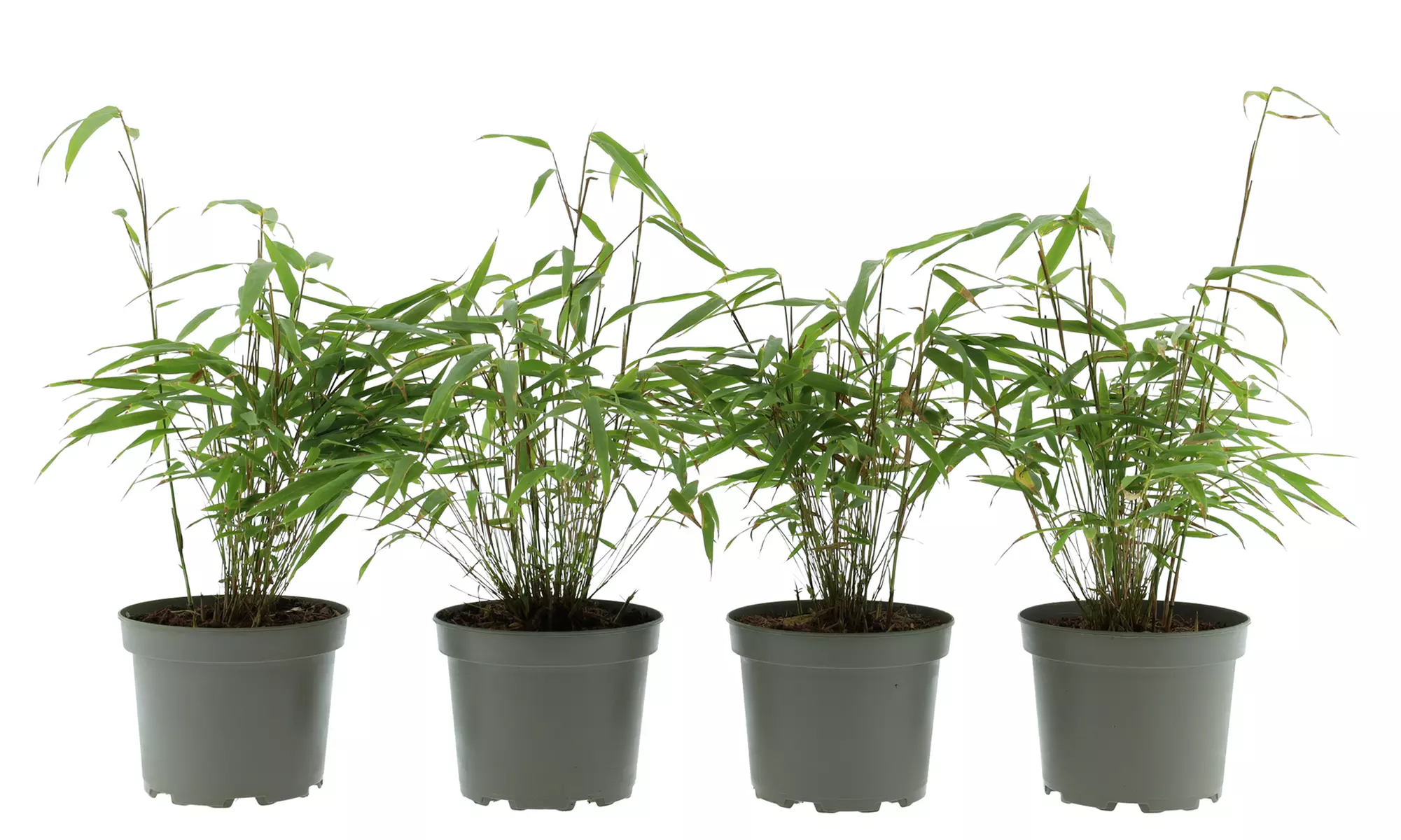 3x - 6x GARDENZO Bambus Asian Wonder, Rufa oder Red Dragon