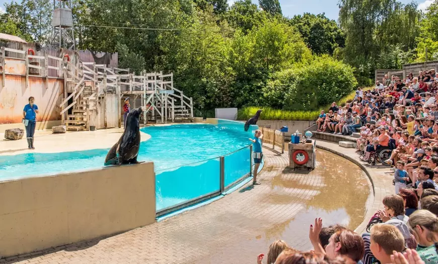 Image 8: Une journée magique au delphinarium de Boudewijn Seapark