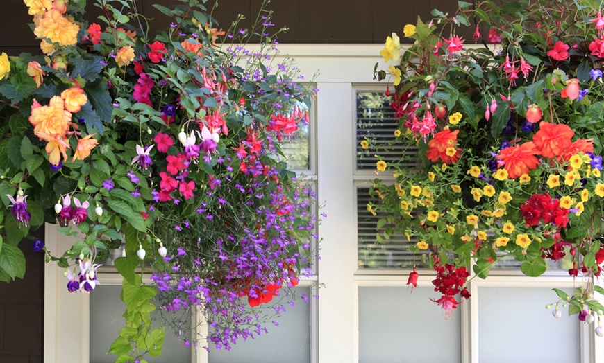 Image 3: 5, 10 or 20 Hanging Basket Mixed Collection Plants