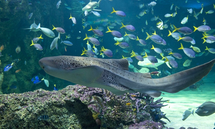 Image 4: SEA LIFE Sydney Aquarium Entry